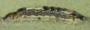 Larvae